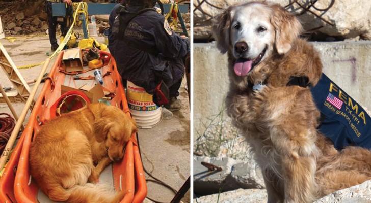 Se ne va l'ultimo cane eroe dell'11 settembre: ecco le toccanti immagini delle sue imprese