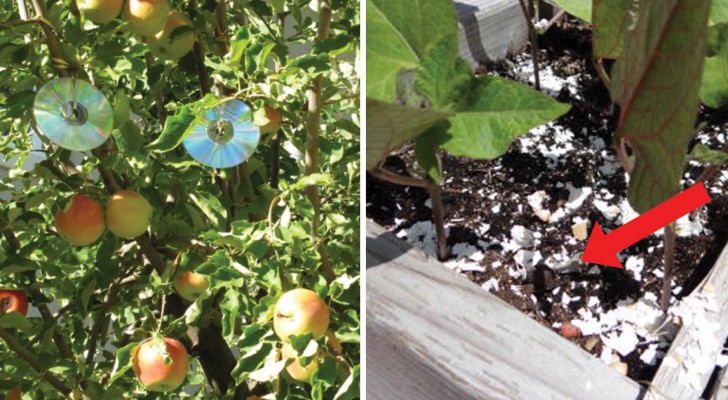 8 alternatieve en milieuvriendelijke methoden om insecten en vogels te weren uit je tuin...