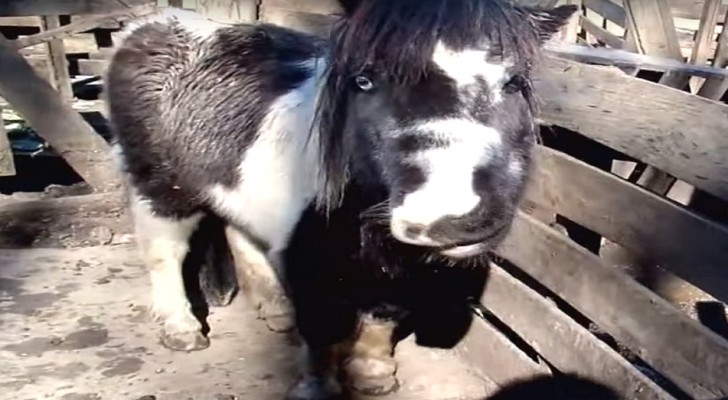Deze pony met misvormde snuit is gered van een leven vol geweld: de reactie van het dier is ontroerend... Wow!