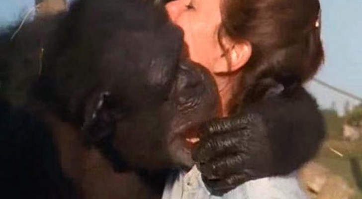 Een Chimpansee Omhelst De Vrouw Die Hem 20 Jaar Geleden Het Leven Redde 