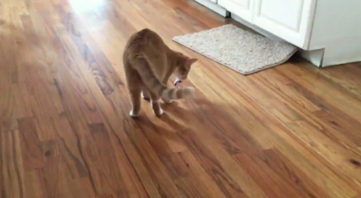 This looks like a normal cat playing --- but then you notice an amazing detail ...