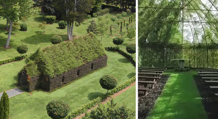 Sognava di creare una chiesa fatta da alberi in giardino: dopo 4 anni il risultato è incantevole