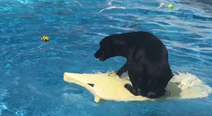 Deze hond kan gewoon zwemmen, maar hij heeft besloten om de bal op ZIJN EIGEN MANIER te apporteren!