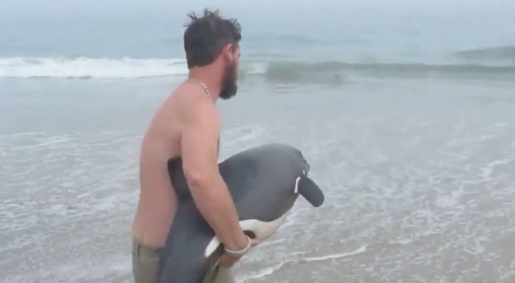 No se pierdan el fascinante salvataje de este bellisimo delfin varado
