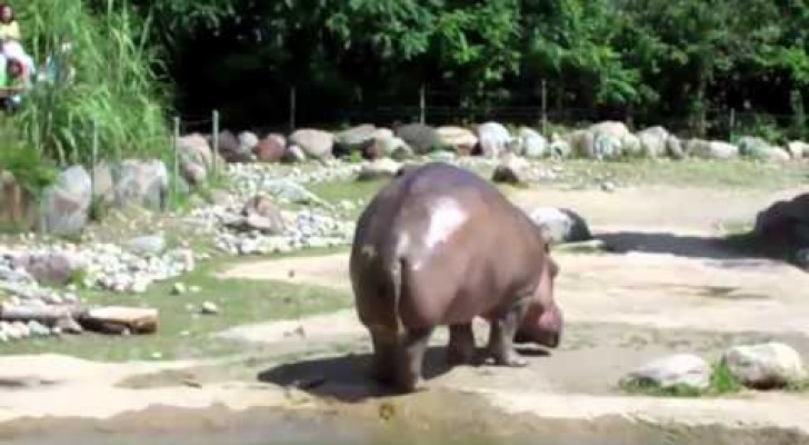 Regardez l’hippopotame maman! Oups!