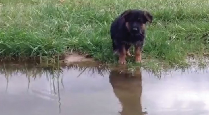 Deze Duitse herder maakt haar eerste duik in het water: de manier waarop ze dit aanpakt is... te schattig! 
