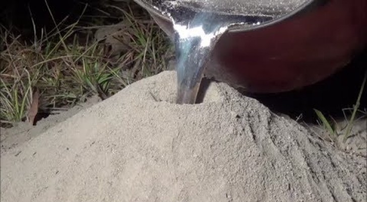 Cosa ci fai con dell'alluminio fuso e una colonia di formiche?