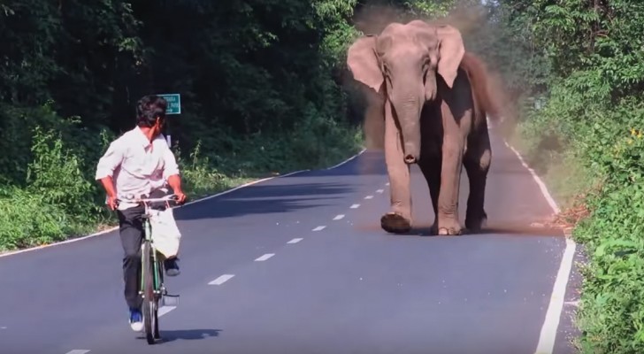 An elephant blocks traffic --- But shortly you will understand why!