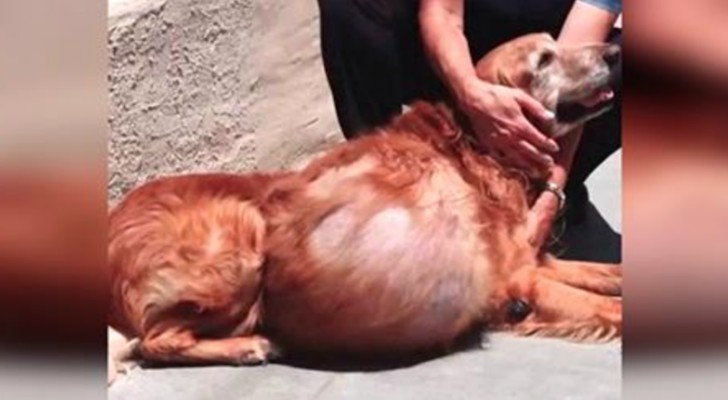 Deze verlaten hond had een tumor van 20 kg... maar moet je hem zien na zijn operatie!