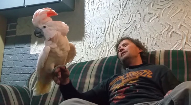 He asks his parrot if she loves him --- the parrot's reaction is hilarious!