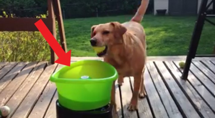 He puts a ball in a special bowl --- what he does next makes you smile!