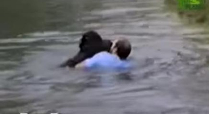 A monkey is drowning in a zoo moat --- What a man does stuns everyone!