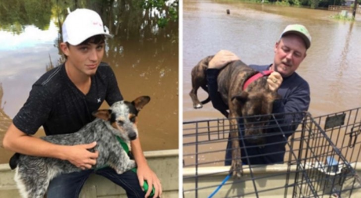 Un père et un fils sauvent ensemble plus de 40 chiens abandonnés pendant une inondation