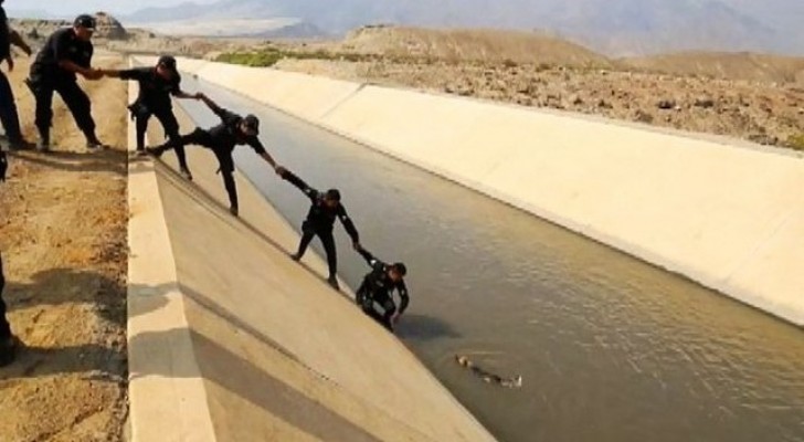 A human chain to rescue a dog --- Will they be able to do it?!
