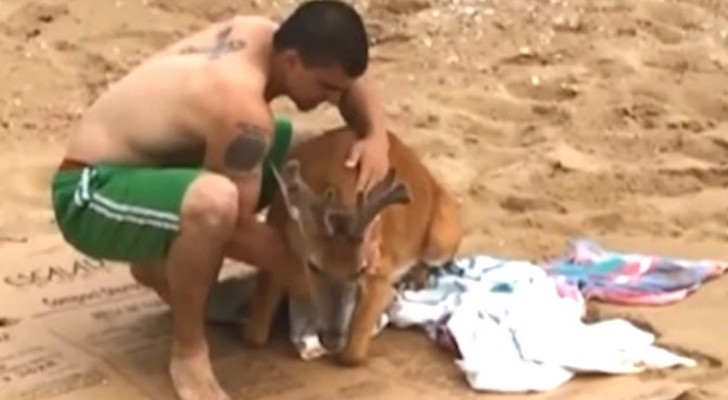 Encontram um veado no meio da praia: o que conseguem fazer merece uma medalha! 