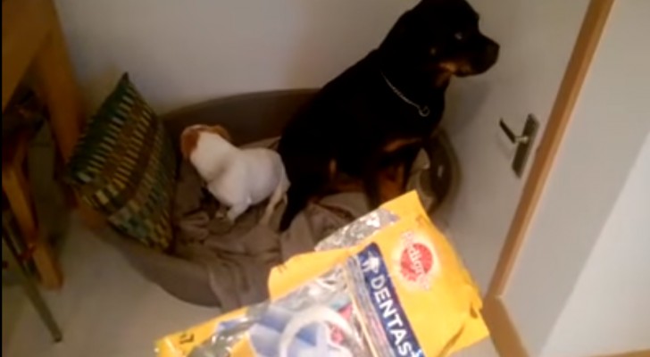 Who ate all the biscuits? --- the complicity of these two will just crack you up!