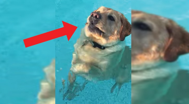 Deze Labrador houdt zich bezig op het oppervlak van het water ... Tot hij tot een verhelderende ontdekking komt!