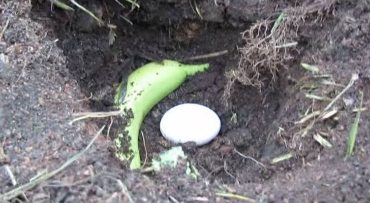 Zo bemest je de bodem met een banaan en een heel ei!