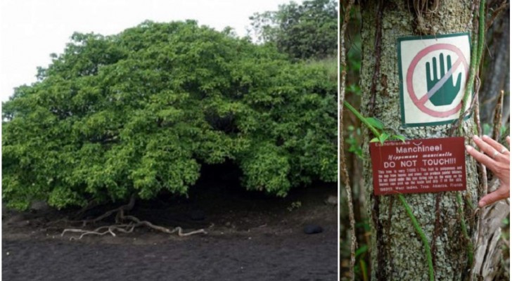 De “Venijnboom”: de boom is zo giftig dat hij als een van de gevaarlijkste ter wereld wordt beschouwd