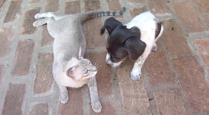 An orphaned dog and a new mother cat -- what they do defies the laws of nature!