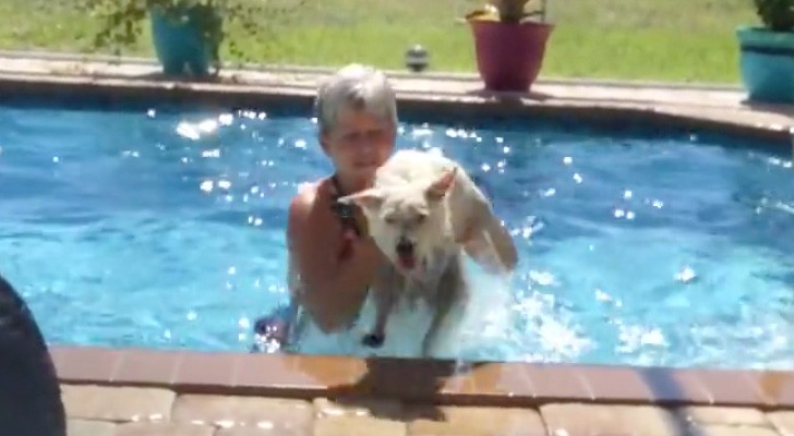 La mujer busca hacer salir al perro de la piscina...Pero no sera de hecho un trabajo facil!