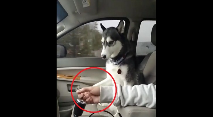 His owner is caressing him --- look at how this dog responds! 