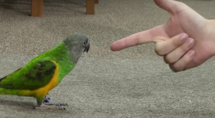 Hij richt een 'pistool' op zijn papegaai. De reactie van het diertje? Hilarisch!