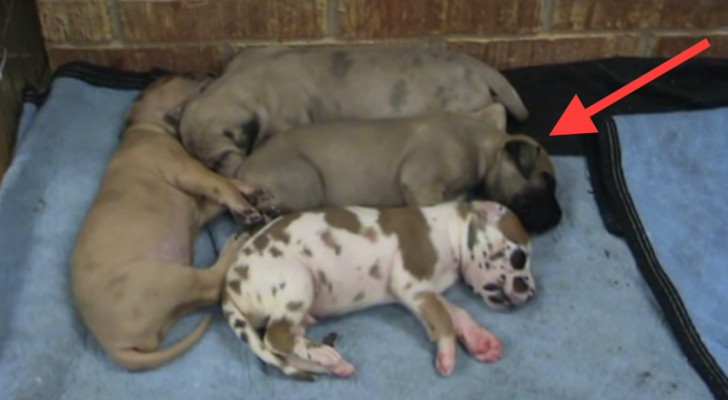 A puppy is having a nightmare . . . Look what his brother does! 
