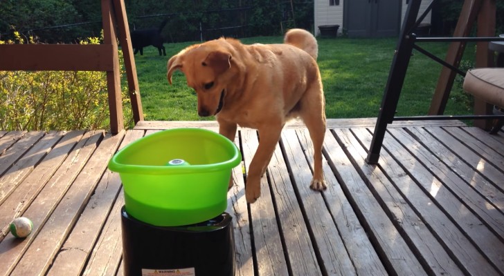 Zodra Jullie Weten Hoe Dit Speeltje Werkt, Willen Jullie Er Ook Een Voor Jullie Hond!