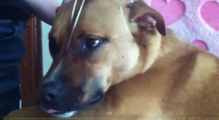 Iniziano a massaggiare la testa del cane: guardate l'espressione dei suoi occhi... Wow!