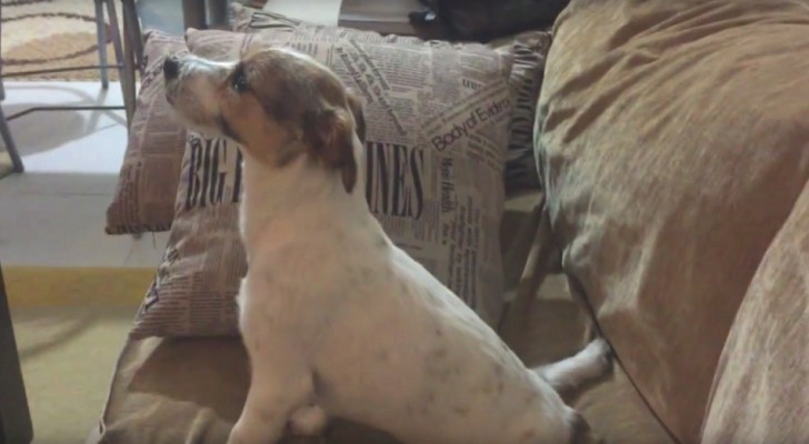 El perro esta mirando una pelicula de horror...Cuando llega la escena mas terrorifica no pierdn de vista su reaccion!