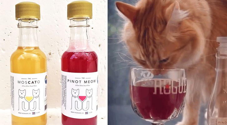 Vous aimez le vin? Maintenant, vous pouvez partager cette passion avec votre chat...