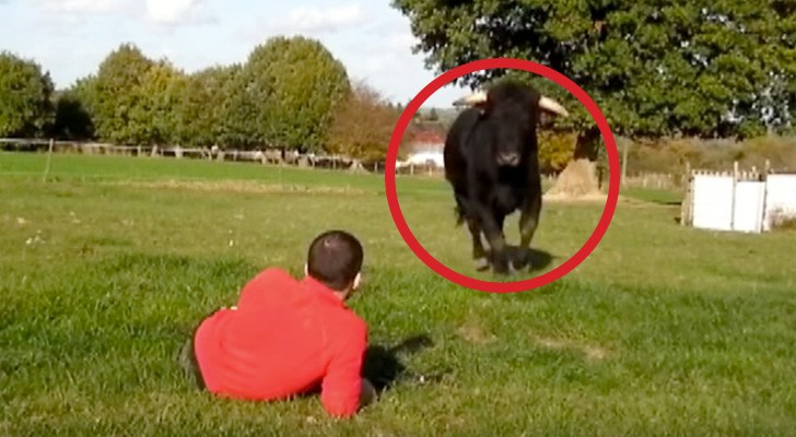 Un ancien taureau de corrida court vers lui: les minutes qui suivent sont d'une beauté étonnante