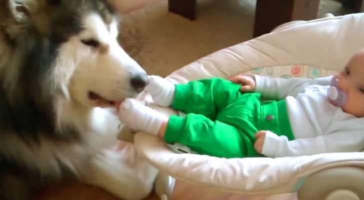 Een Alaska Malamute met de baby: door hun interactie zullen jullie op slag verliefd worden