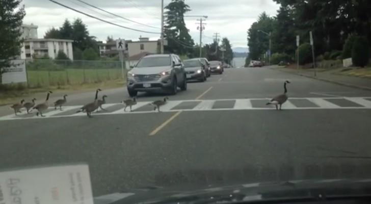 Een groep ganzen steken de weg over ... maar de manier waarop zij dat doen is uniek!