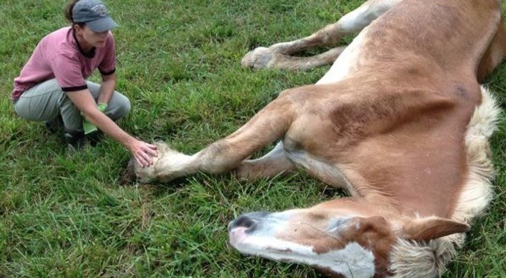 Une femme adopte deux chevaux, vieux et épuisés. Elle parvient à en faire des miracles!