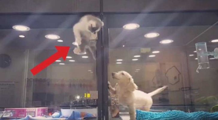 It looks like a kitten is escaping from its box --- the truth is totally unexpected!