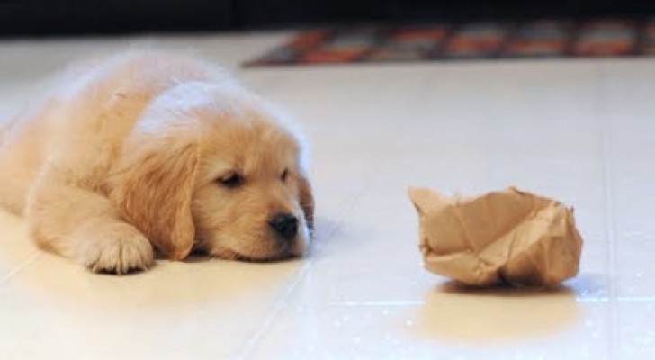 Een puppy vecht tegen een papieren zak: de reactie van haar broer is prachtig