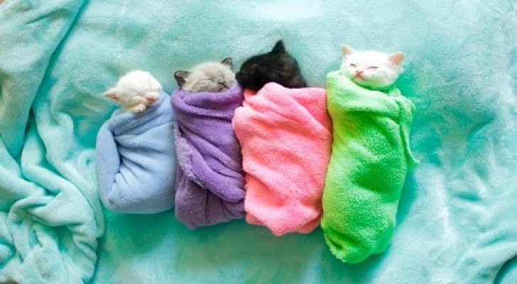 4 kleine kittens doen samen een middagdutje, hun schattige kopjes zullen zorgen dat je op slag verliefd wordt! 