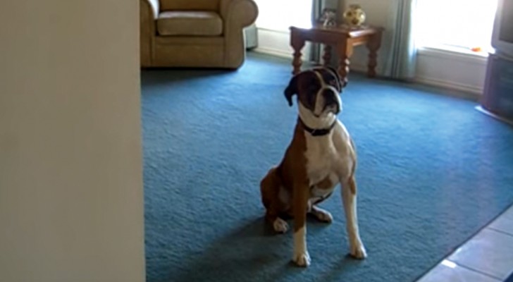 His owner proposes a walk ---- His reaction? It will make you smile!