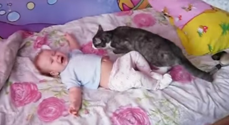 Le bébé pleure dans le lit : regardez comment le chat arrive à s’en occuper...