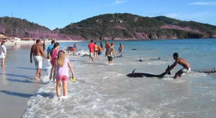 30 delfini restano arenati su una spiaggia in Brasile: ciò che fa la gente vi farà emozionare!