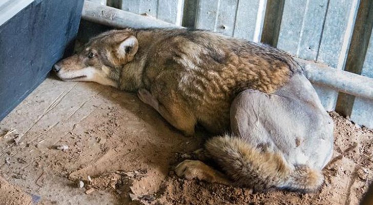 Un lupo arabo viene investito e lasciato a morire, ma non era ancora arrivata la sua ora