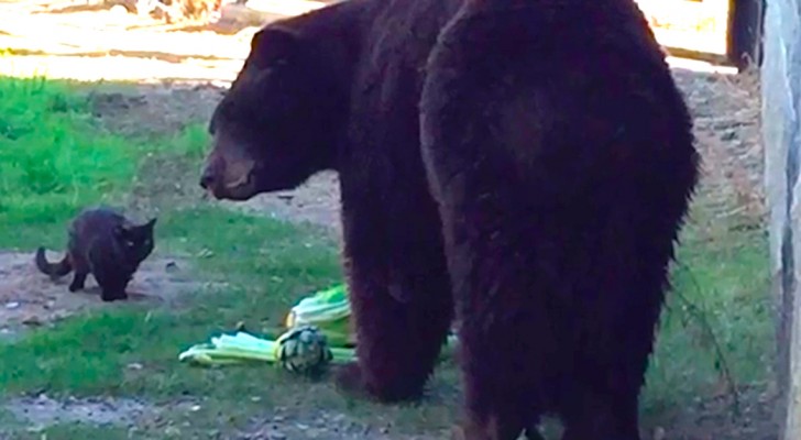 Un gato entro en la jaula de un oso: su reaccion deja incredulos a todos los visitantes