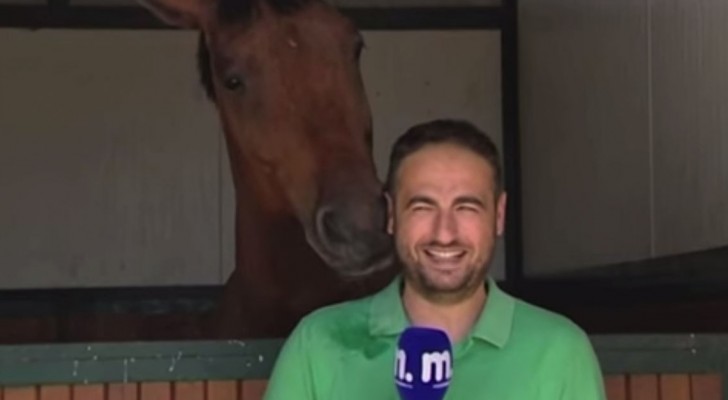 Das Pferd stört mit Beharrlichkeit die Aufnahme: die Reaktion des Journalisten wird euch lachen lassen