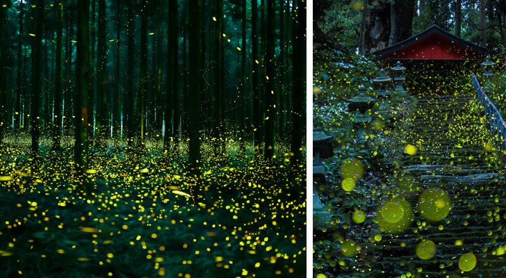 In diesem Wald in Japan vollzieht sich jeden Sommer ein märchenhaftes Spektakel. Hier einige Bilder