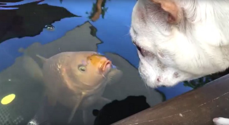 What unites a bulldog and a carp fish? --- An unusual and tender friendship! 