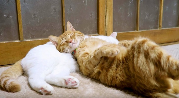 Een kat gebruikt zijn partner als kussen: zijn uitdrukking na een paar seconden is hilarisch! 