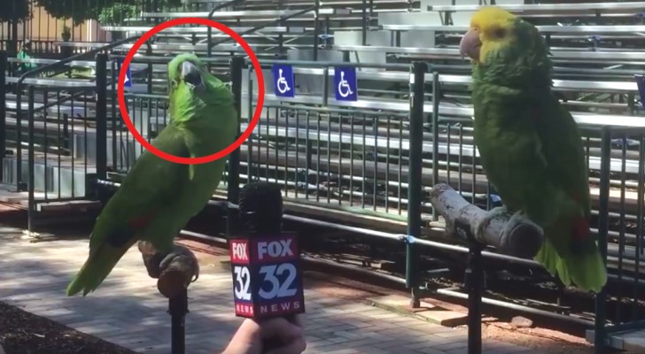 A journalist interviews two parrots --- the result is very impressive!