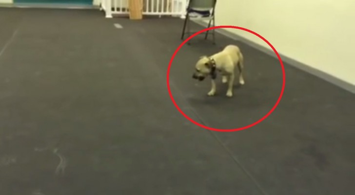 L'amour de ce chien pour la pizza va au-delà de toute attente: regardez ce qu'il arrive à créer!